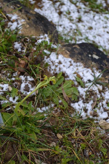 Ophrys fusca subsp. fusca Link: spruzzate di neve